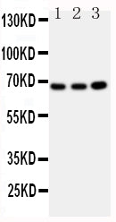 Anti-Guanylate-binding protein 1 GBP1 Antibody Picoband® Boster Bio