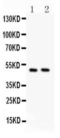 Anti-c-Myc Antibody Picoband® Boster Bio