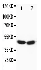 Anti-Forkhead box protein P3 FOXP3 Antibody Picoband® Boster Bio