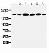 Anti-Laminin gamma 1/LAMC1 Antibody Picoband® Boster Bio