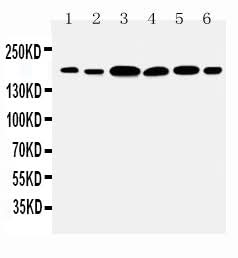 Anti-Laminin gamma 1/LAMC1 Antibody Picoband® Boster Bio
