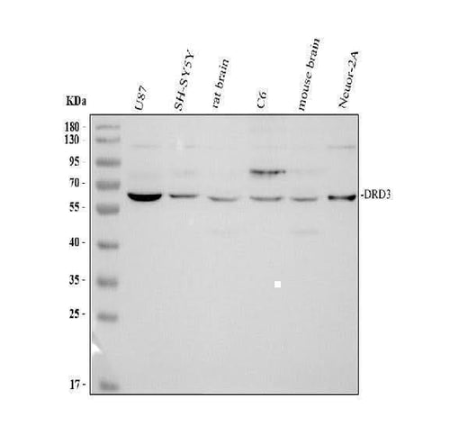 Anti-Dopamine Receptor D3/DRD3 Antibody Picoband® Boster Bio