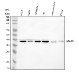 Anti-SPARC Antibody Picoband® Boster Bio