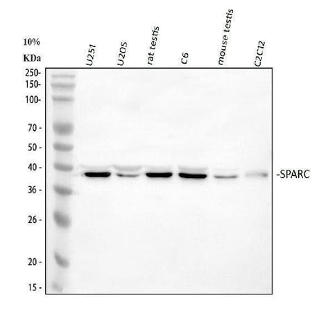 Anti-SPARC Antibody Picoband® Boster Bio