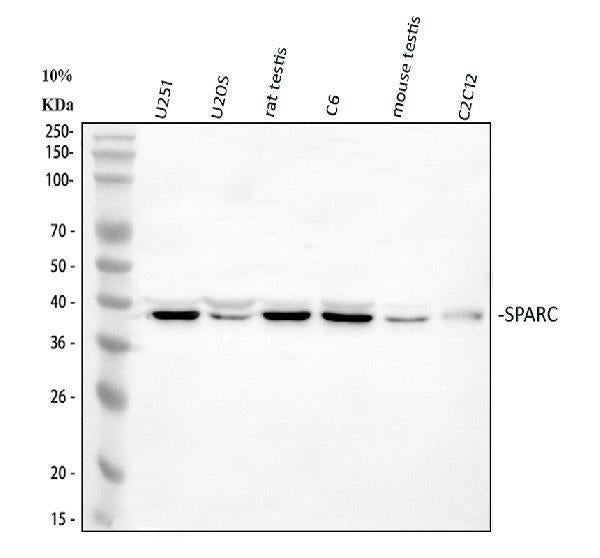 Anti-SPARC Antibody Picoband® Boster Bio