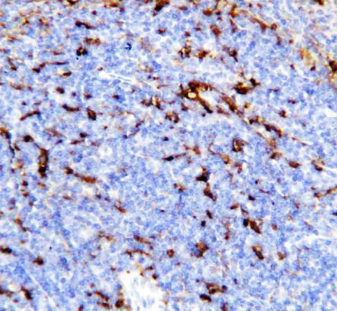 Anti-TREM1 Antibody Picoband® Boster Bio