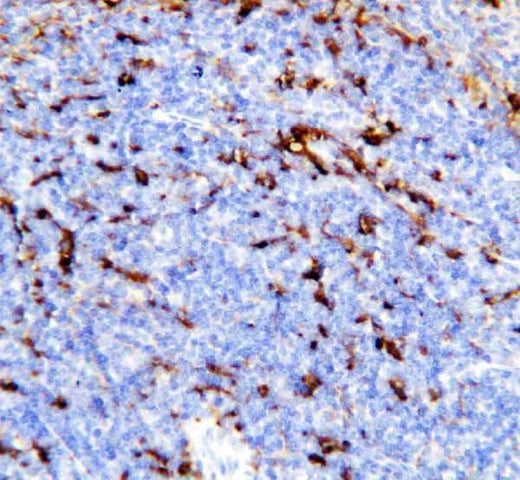 Anti-TREM1 Antibody Picoband® Boster Bio