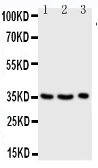 Anti-Granzyme A/GZMA Antibody Picoband® Boster Bio