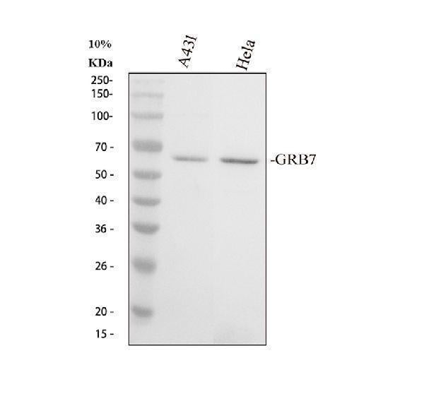 Anti-GRB7 Antibody Picoband® Boster Bio