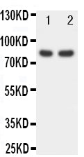 Anti-Forkhead box protein P1 FOXP1 Antibody Picoband® Boster Bio
