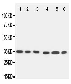 Anti-Caspase 9/CASP9 Antibody Picoband® Boster Bio