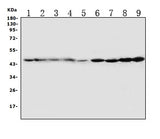 Anti-HDJ2/DNAJA1 Antibody Picoband® Boster Bio
