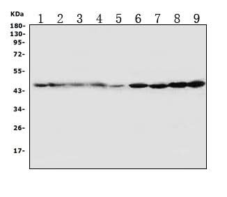 Anti-HDJ2/DNAJA1 Antibody Picoband® Boster Bio
