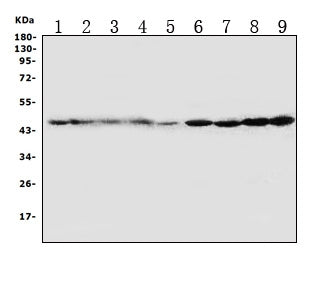 Anti-HDJ2/DNAJA1 Antibody Picoband® Boster Bio