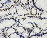 Anti-Histone deacetylase 3 HDAC3 Antibody Picoband® Boster Bio