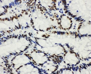 Anti-Histone deacetylase 3 HDAC3 Antibody Picoband® Boster Bio