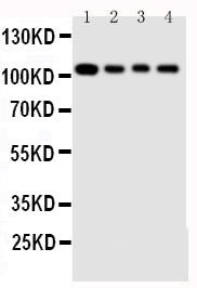 Anti-Hsp105/HSPH1 Antibody Picoband® Boster Bio