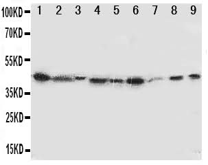 Anti-Indoleamine 2, 3-dioxygenase/IDO1 Antibody Picoband® Boster Bio