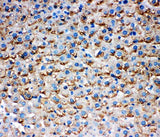 Anti-HSD17B1 Antibody Picoband® Boster Bio