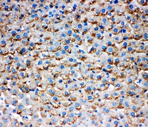 Anti-HSD17B1 Antibody Picoband® Boster Bio