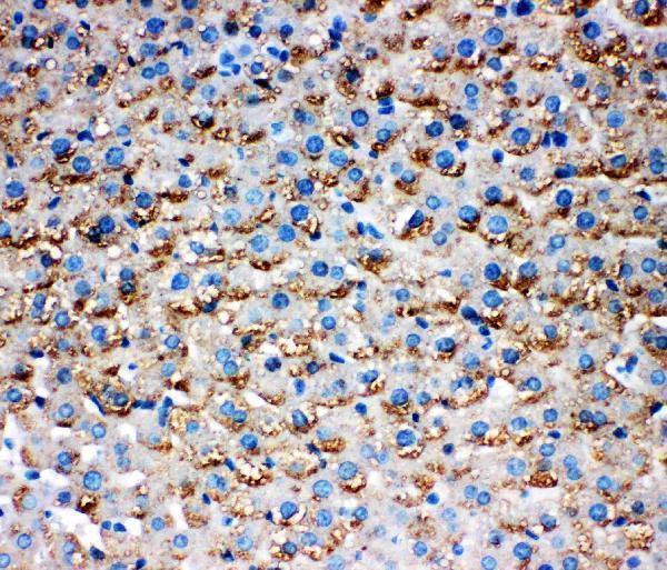 Anti-HSD17B1 Antibody Picoband® Boster Bio