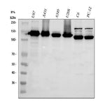Anti-Integrin alpha 3/ITGA3 Antibody Picoband® Boster Bio