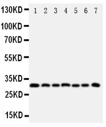 Anti-Kallikrein 11/KLK11 Antibody Picoband® Boster Bio