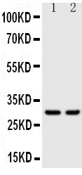 Anti-Kallikrein 1/Ngfg Antibody Picoband® Boster Bio