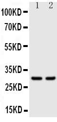 Anti-Kallikrein 1/Ngfg Antibody Picoband® Boster Bio