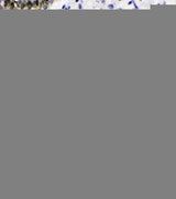 Anti-XRCC1 Antibody Picoband® Boster Bio