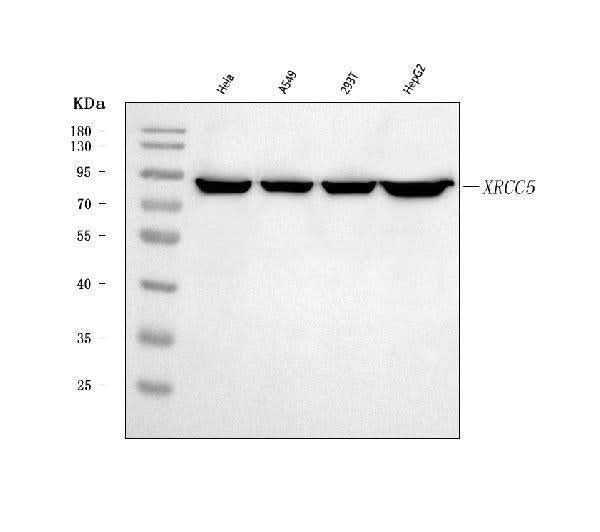 Anti-Ku80/XRCC5 Antibody Picoband® Boster Bio