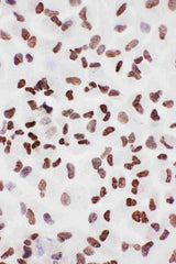 Anti-Ku70/XRCC6 Antibody Picoband® Boster Bio