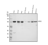Anti-MCM3 Antibody Picoband® Boster Bio