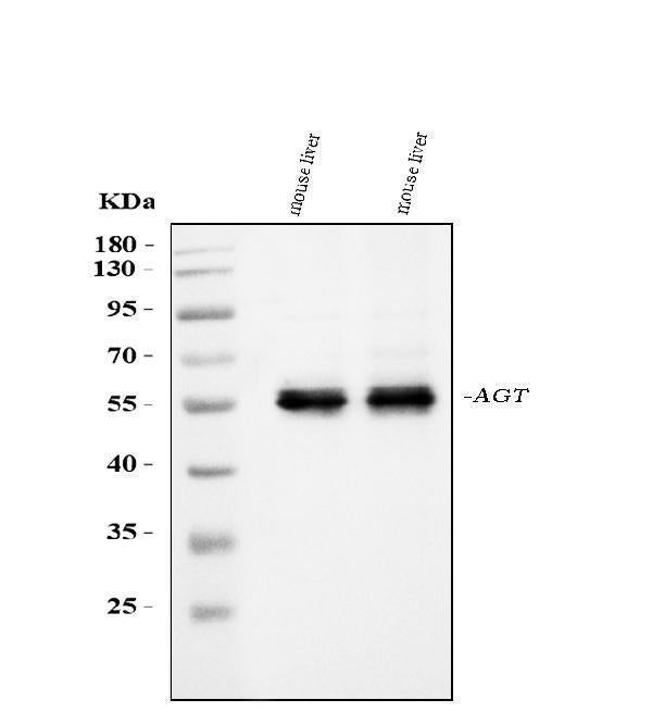 Anti-Angiotensinogen/AGT Antibody Picoband® Boster Bio