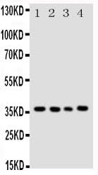 Anti-Bub3 Antibody Picoband® Boster Bio