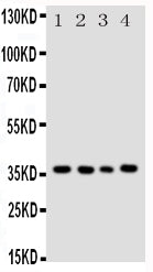 Anti-Bub3 Antibody Picoband® Boster Bio