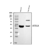 Anti-5HT1A Receptor/HTR1A Antibody Picoband® Boster Bio