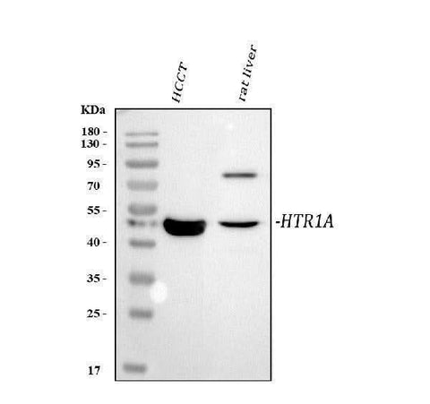 Anti-5HT1A Receptor/HTR1A Antibody Picoband® Boster Bio