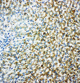 Anti-Monoamine Oxidase B/MAOB Antibody Picoband® Boster Bio