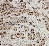 Anti-MCM2 Antibody Picoband® Boster Bio