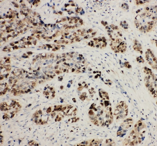 Anti-MCM2 Antibody Picoband® Boster Bio