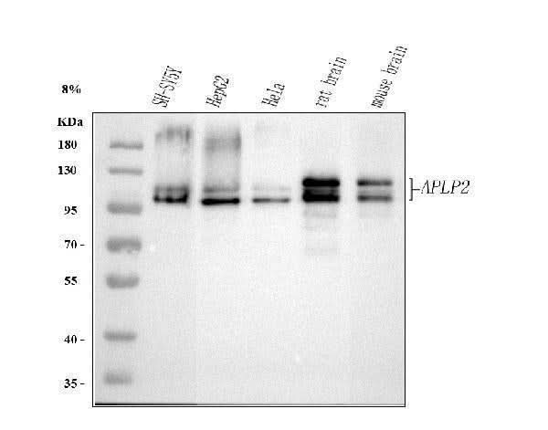 Anti-Amyloid-like protein 2 APLP2 Antibody Picoband® Boster Bio