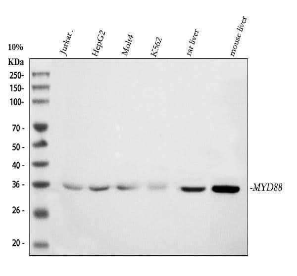 Anti-MyD88 Antibody Picoband® Boster Bio