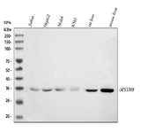 Anti-MyD88 Antibody Picoband® Boster Bio
