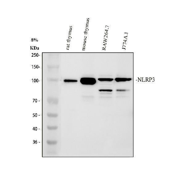 Anti-CIAS1/NALP3/NLRP3 Antibody Picoband® Boster Bio