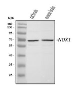 Anti-NADPH oxidase 1 NOX1 Antibody Picoband® Boster Bio