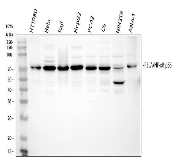 Anti-NF-kB p65/RELA Antibody Picoband® Boster Bio