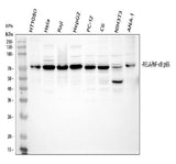Anti-NF-kB p65/RELA Antibody Picoband® Boster Bio