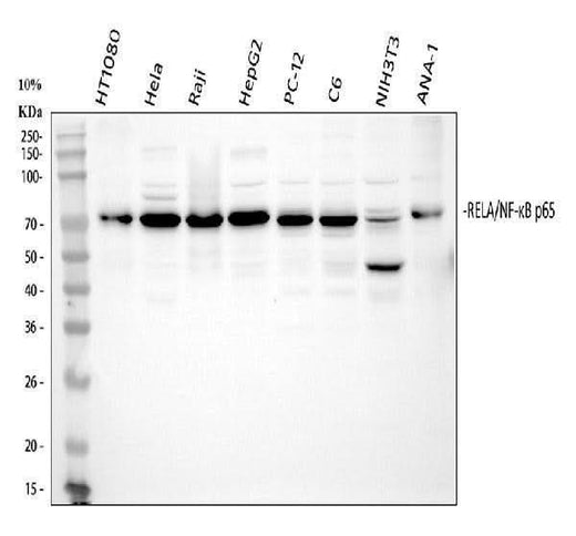 Anti-NF-kB p65/RELA Antibody Picoband® Boster Bio