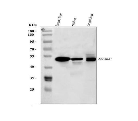 Anti-Sodium/bile acid cotransporter SLC10A1 Antibody Picoband® Boster Bio